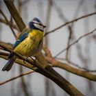 Blaumeise (Cyanistes caeruleus)