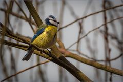 Blaumeise (Cyanistes caeruleus)