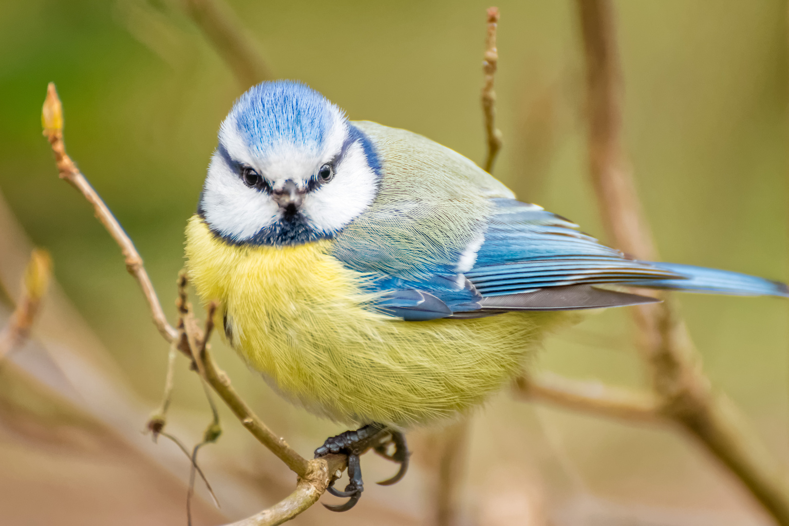 Blaumeise (Cyanistes caeruleus)