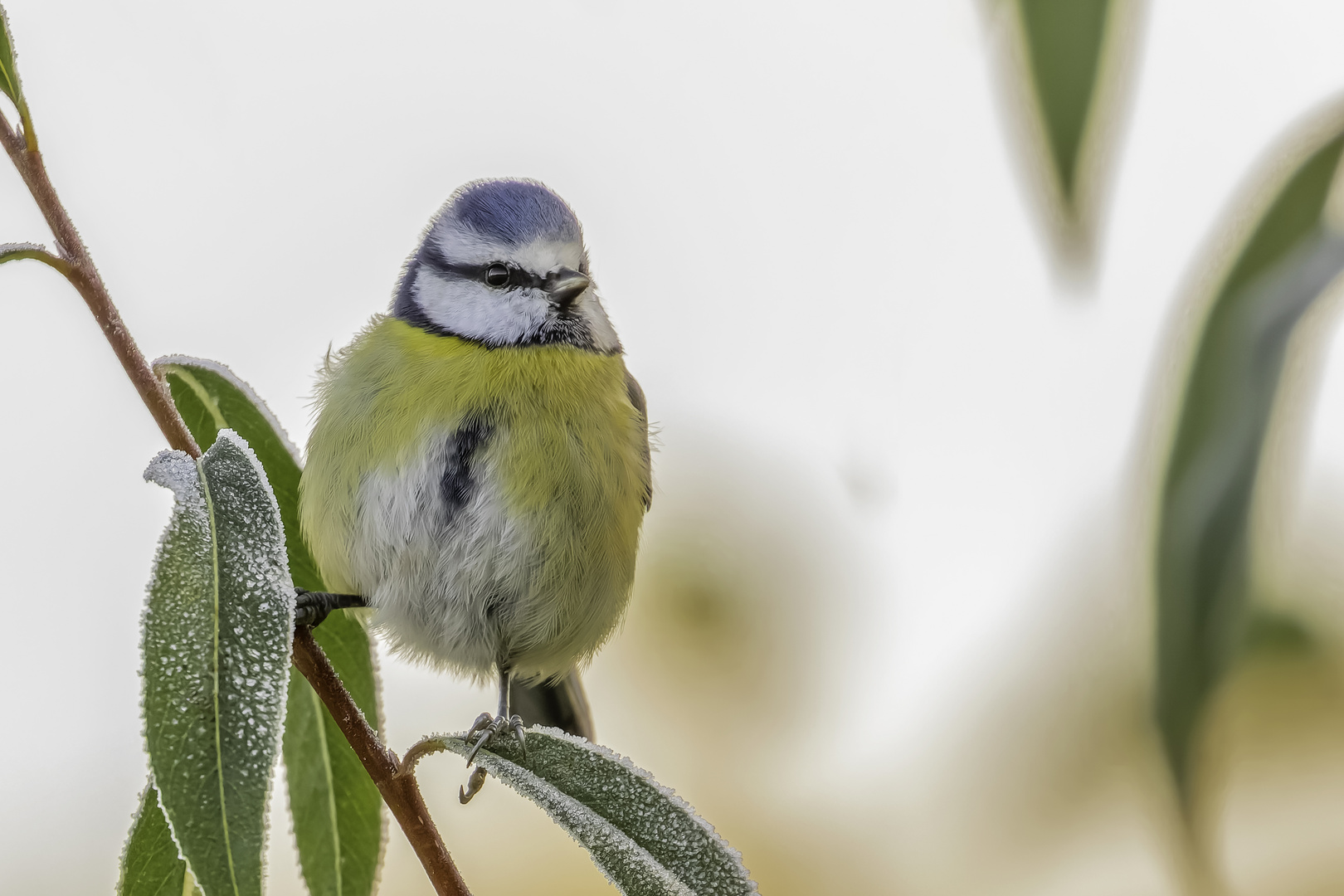 Blaumeise (Cyanistes caeruleus)