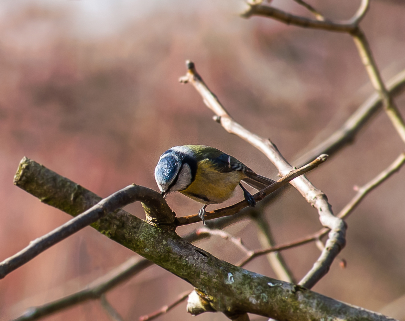 Blaumeise (Cyanistes caeruleus)