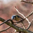 Blaumeise (Cyanistes caeruleus)