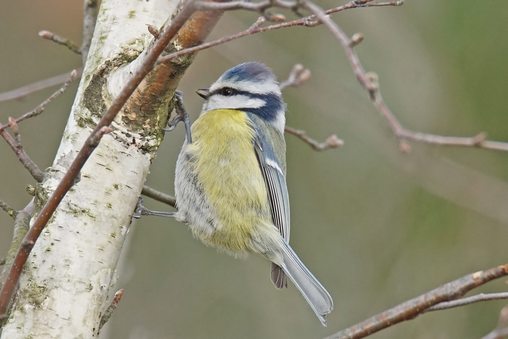 Blaumeise (Cyanistes caeruleus)