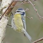 Blaumeise (Cyanistes caeruleus)