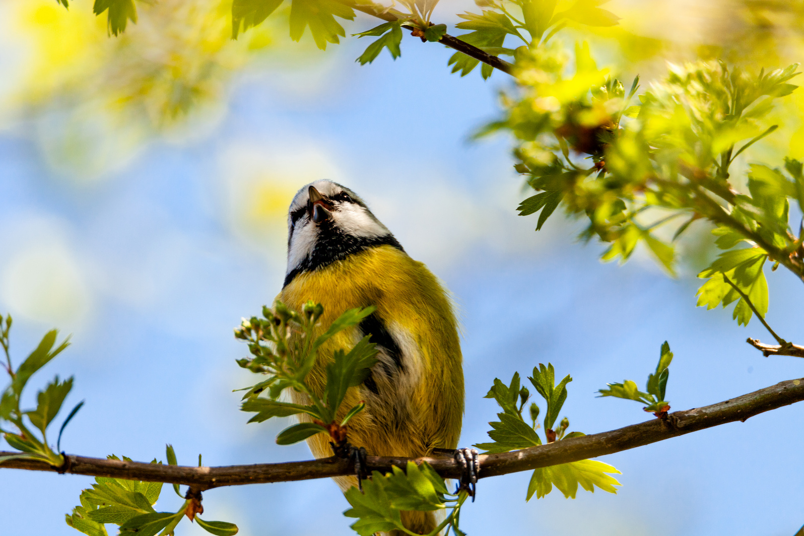 Blaumeise (Cyanistes caeruleus)