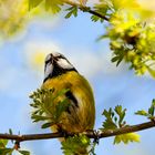 Blaumeise (Cyanistes caeruleus)