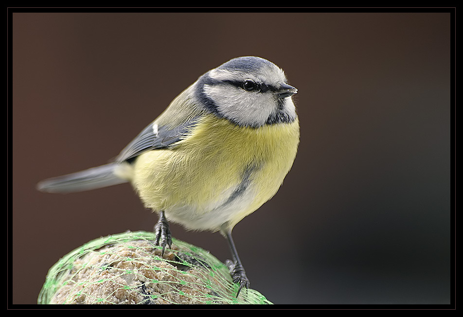 Blaumeise (Cyanistes caeruleus)