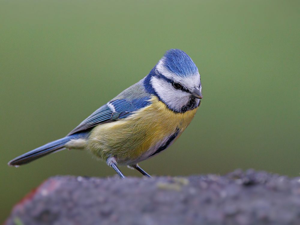 Blaumeise ( Cyanistes caeruleus )