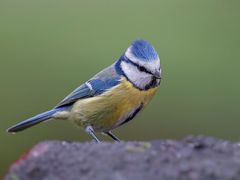 Blaumeise ( Cyanistes caeruleus )