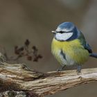 Blaumeise (Cyanistes caeruleus)