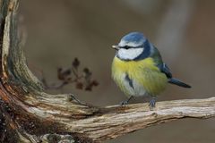 Blaumeise (Cyanistes caeruleus)