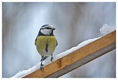 Blaumeise (Cyanistes caeruleus)