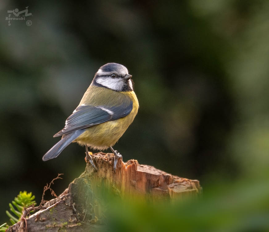 Blaumeise ( Cyanistes caeruleus )