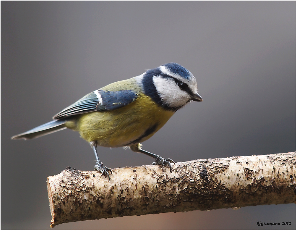 Blaumeise (Cyanistes caeruleus)......