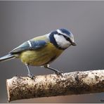 Blaumeise (Cyanistes caeruleus)......