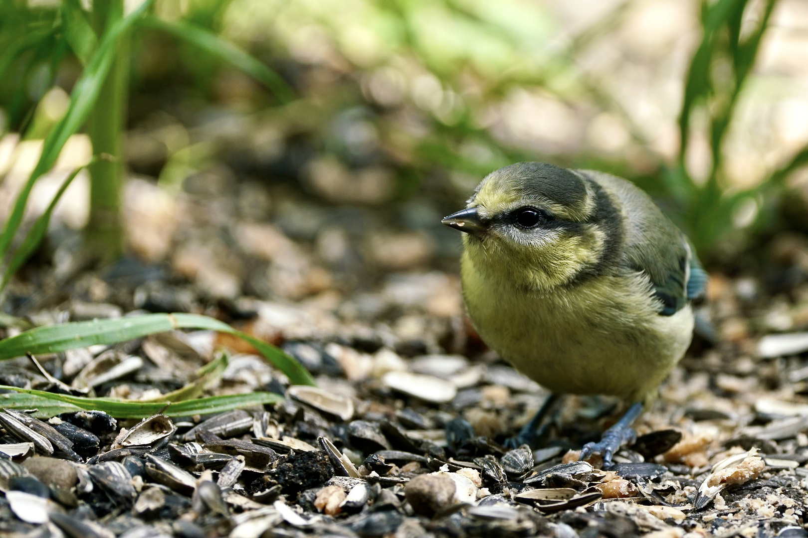 Blaumeise (Cyanistes caeruleus)