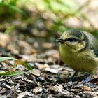 Blaumeise (Cyanistes caeruleus)