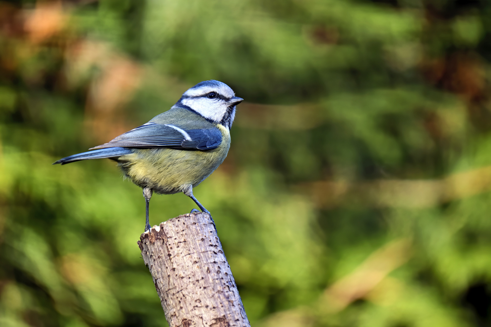 Blaumeise ( Cyanistes caeruleus ).