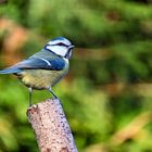 Blaumeise ( Cyanistes caeruleus ).