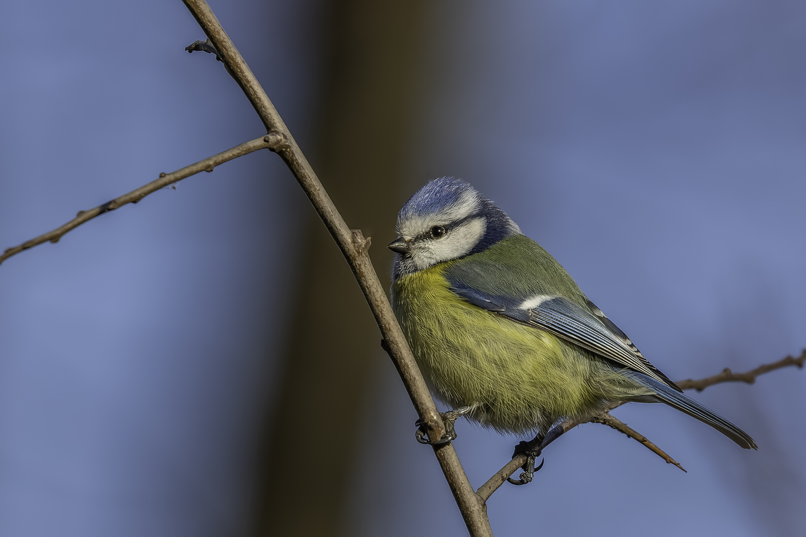 Blaumeise (Cyanistes caeruleus)