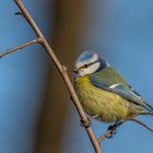 Blaumeise (Cyanistes caeruleus)