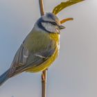 Blaumeise (Cyanistes caeruleus)