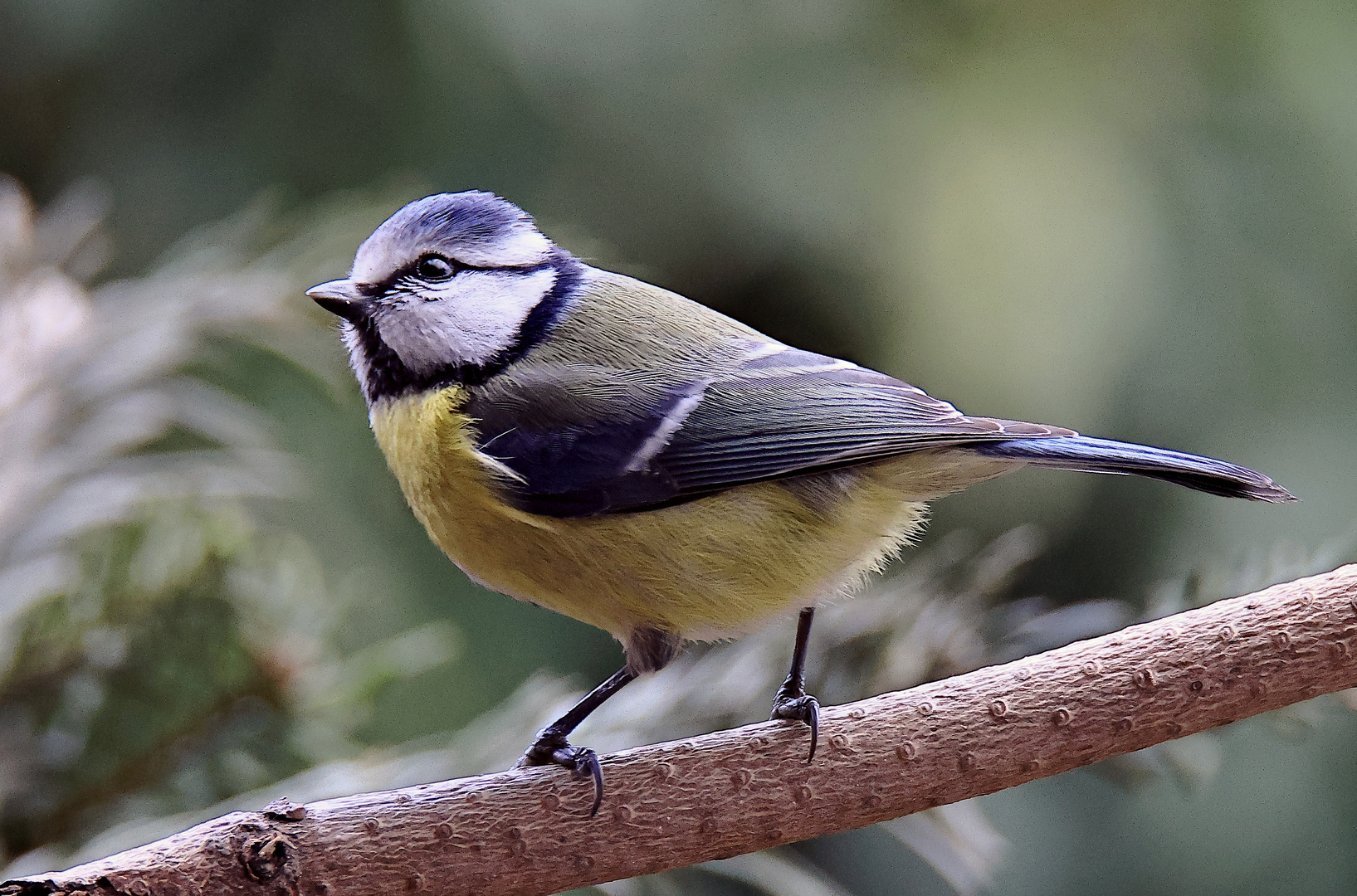 Blaumeise (Cyanistes caeruleus)