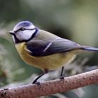 Blaumeise (Cyanistes caeruleus)