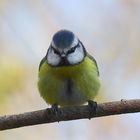 Blaumeise Cyanistes caeruleus