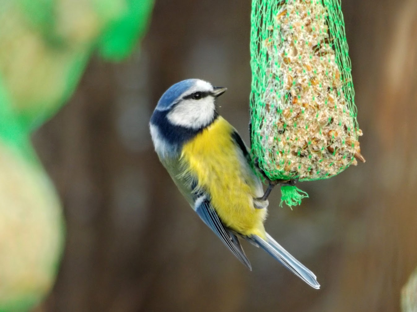  Blaumeise - Cyanistes caeruleus