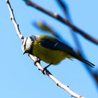 Blaumeise (Cyanistes caeruleus)