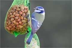 Blaumeise (Cyanistes caeruleus)