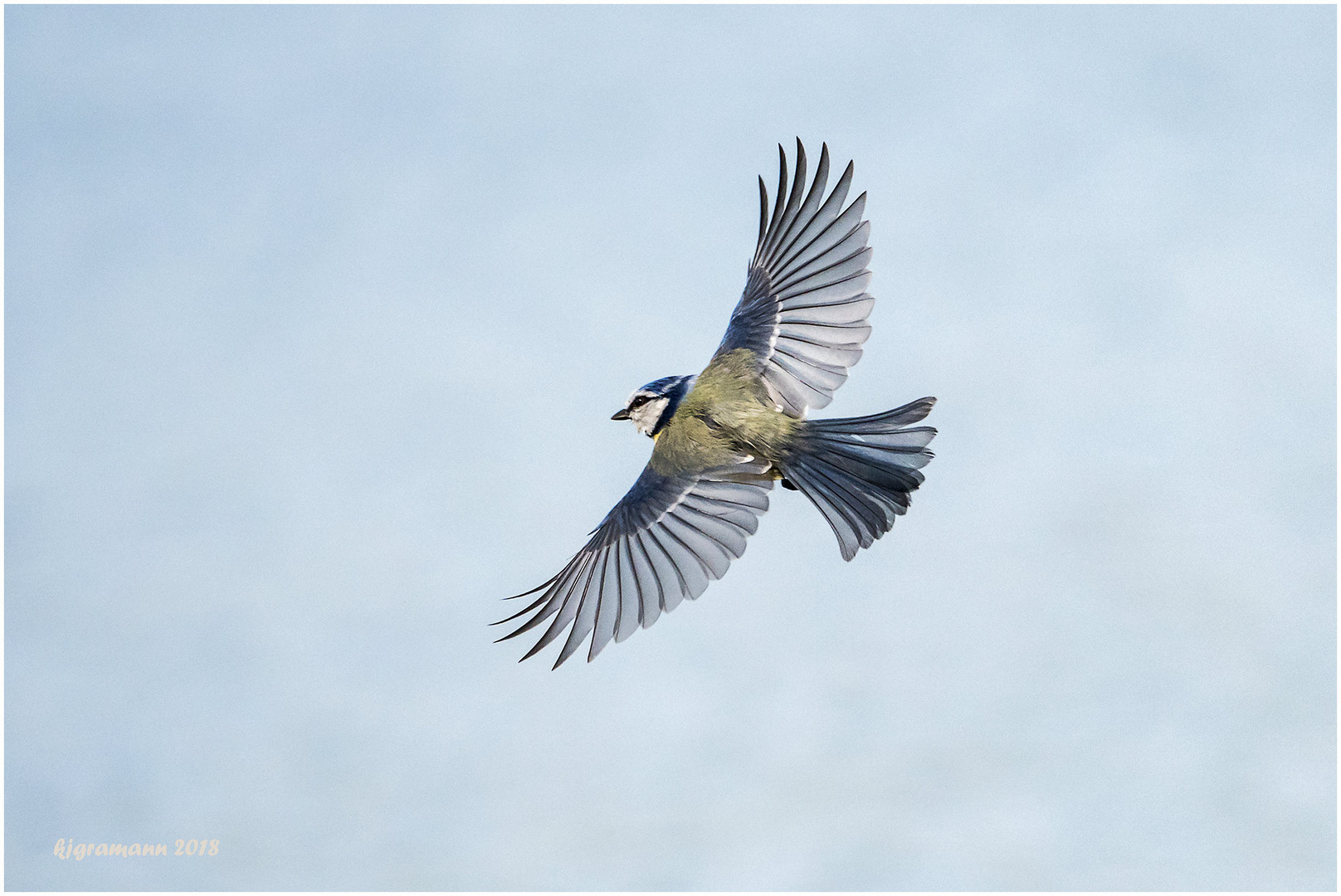 blaumeise (cyanistes caeruleus).....