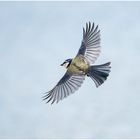 blaumeise (cyanistes caeruleus).....