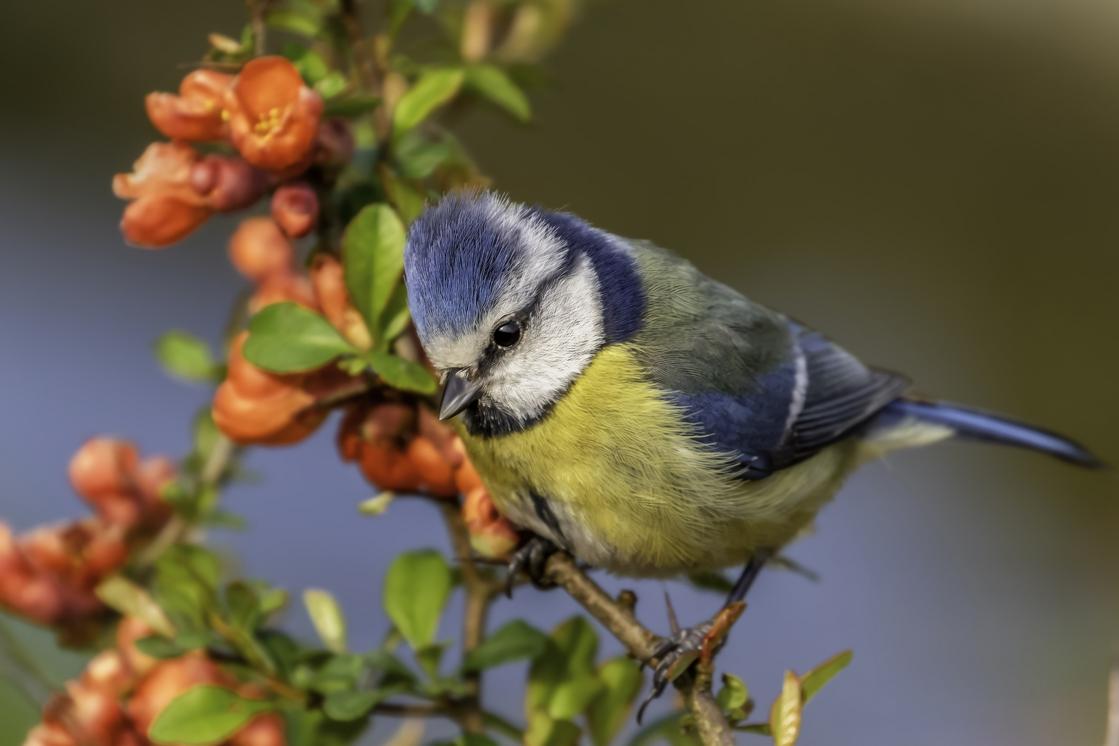 Blaumeise (Cyanistes caeruleus)