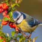 Blaumeise (Cyanistes caeruleus)