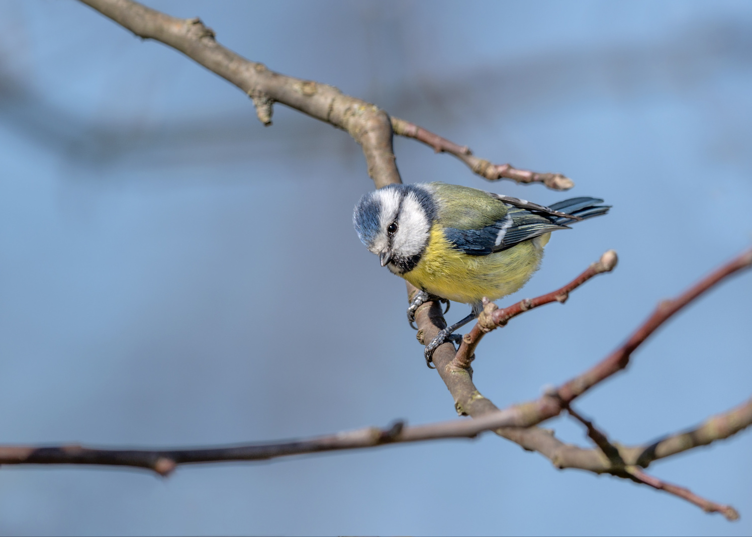 Blaumeise (Cyanistes caeruleus)