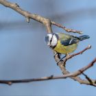 Blaumeise (Cyanistes caeruleus)