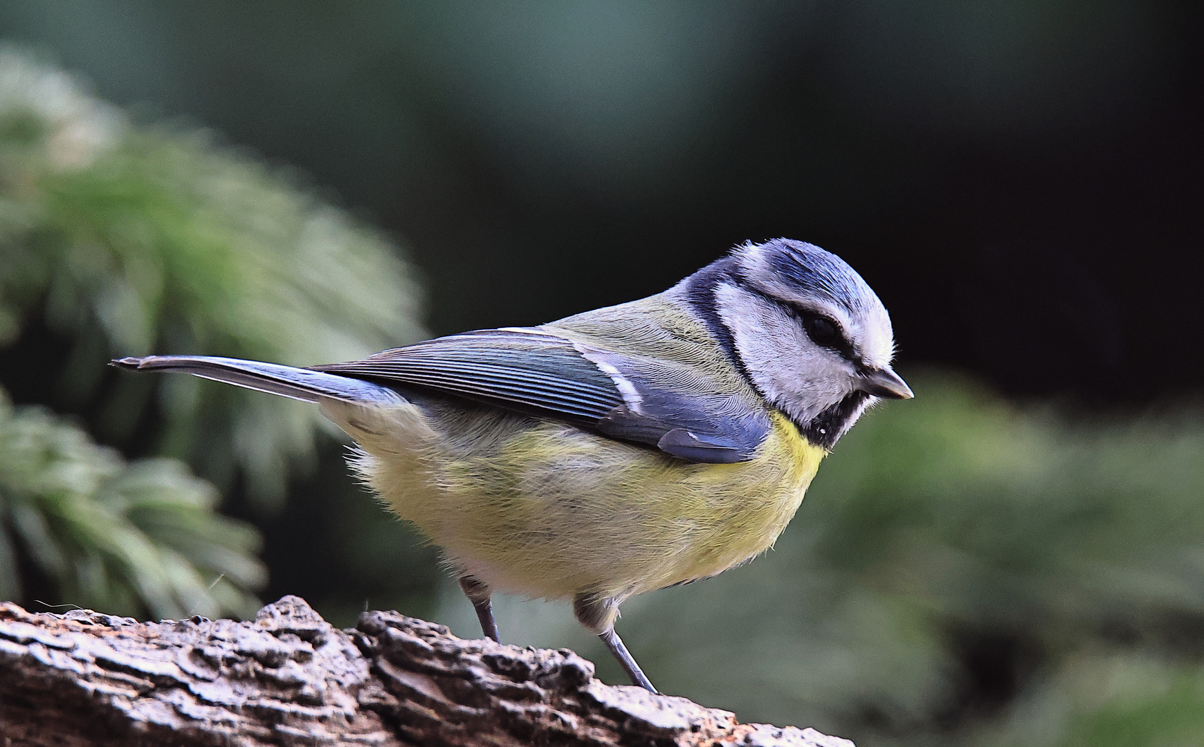 Blaumeise (Cyanistes caeruleus)