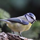 Blaumeise (Cyanistes caeruleus)