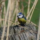 Blaumeise (Cyanistes caeruleus)