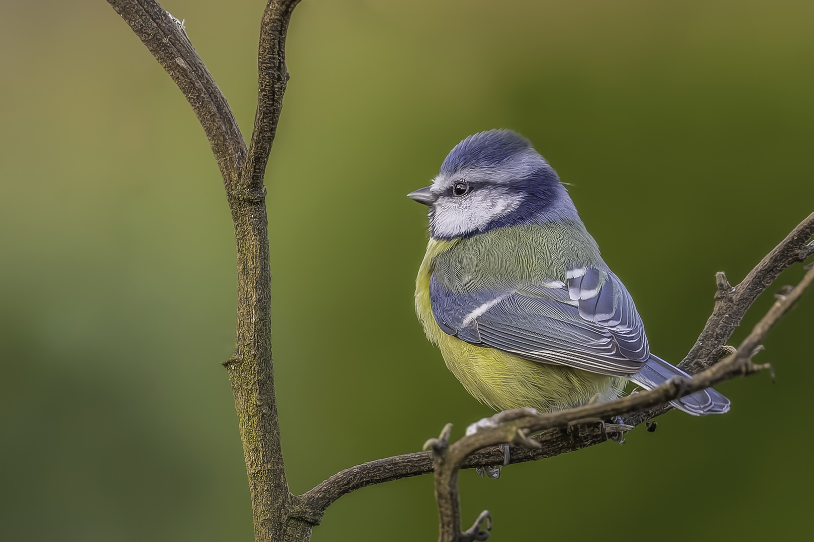 Blaumeise (Cyanistes caeruleus)