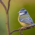 Blaumeise (Cyanistes caeruleus)