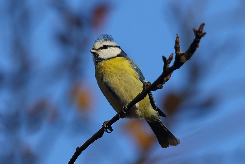 Blaumeise (Cyanistes caeruleus)