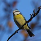 Blaumeise (Cyanistes caeruleus)