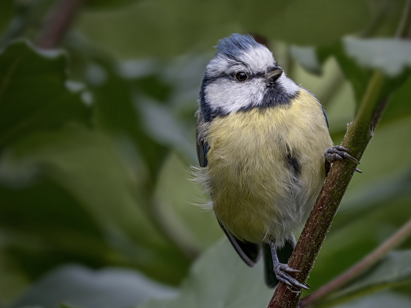  Blaumeise (Cyanistes caeruleus)