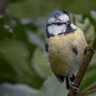  Blaumeise (Cyanistes caeruleus)