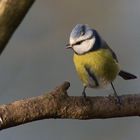 Blaumeise (Cyanistes caeruleus)