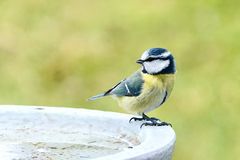 Blaumeise (Cyanistes caeruleus)