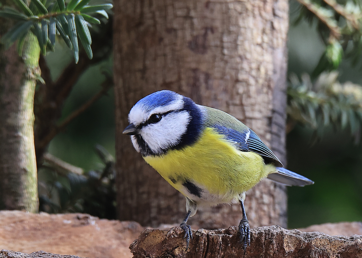 Blaumeise (Cyanistes caeruleus)